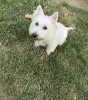 Bella, a female West Highland White Terrier for sale in Geneva, NY – 1 of 4