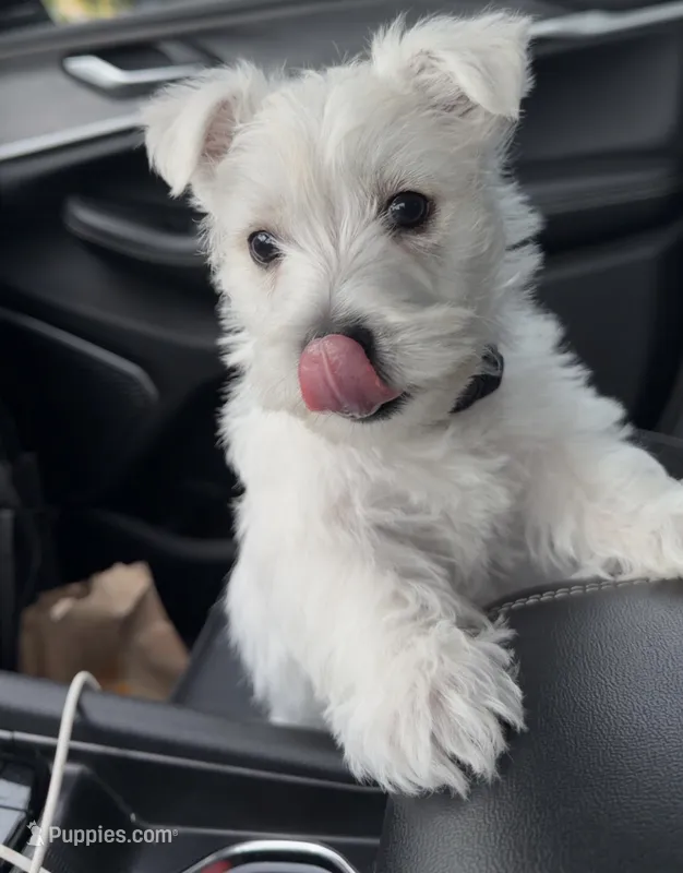 Bruce AKC  – West Highland White Terrier puppy for sale in Geneva, NY