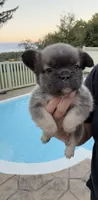 Chubb AKC Fluffy Frenchie, a male French Bulldog for sale in Geneva, NY – 4 of 4