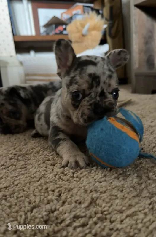 Max – French Bulldog puppy for sale in Geneva, NY