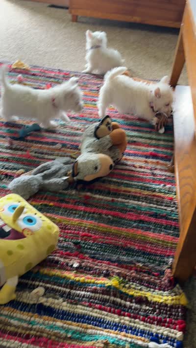 Olly, a male West Highland White Terrier for sale in Geneva, NY – 4 of 4