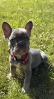 Mia, a female French Bulldog for sale in Geneva, NY – 3 of 3