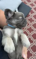 Max AKC Fluffy Frenchie, a male French Bulldog for sale in Geneva, NY – 3 of 4