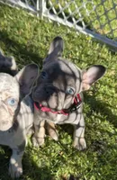Mia, a female French Bulldog for sale in Geneva, NY – 2 of 3