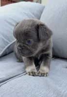 Luna, a female French Bulldog for sale in Geneva, NY – 3 of 3