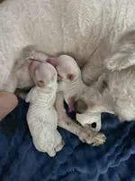 No names on the puppie, a male Maltese and Poodle - Toy  for sale in San Leandro, CA – Photo 5 of 5