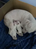 No names on the puppie, a male Maltese and Poodle - Toy  for sale in San Leandro, CA – Photo 4 of 5