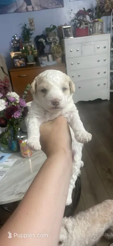 No names on the puppie – Maltese, Poodle - Toy  puppy for sale in San Leandro, CA