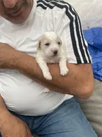 No names on the puppie, a male Maltese and Poodle - Toy  for sale in San Leandro, CA – Photo 3 of 5