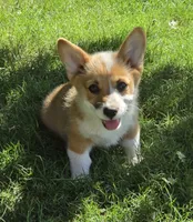 Anna's girl, a female Pembroke Welsh Corgi for sale in Merced, CA – 1 of 3
