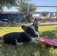 Tri boy, a male Pembroke Welsh Corgi for sale in Merced, CA – 2 of 2
