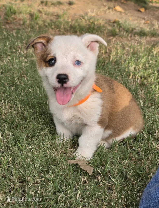 Patch – Pembroke Welsh Corgi puppy for sale in Merced, CA