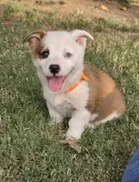 Patch, a male Pembroke Welsh Corgi for sale in Merced, CA – 1 of 4
