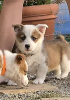 Beans , a male Pembroke Welsh Corgi for sale in Merced, CA – 1 of 5
