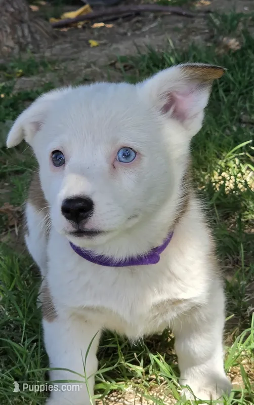 Elsa's girl – Pembroke Welsh Corgi puppy for sale in Merced, CA