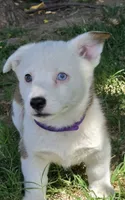 Elsa's girl, a female Pembroke Welsh Corgi for sale in Merced, CA – 1 of 2