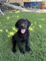 Lab Boy, a male Labrador Retriever for sale in Merced, CA – 1 of 1
