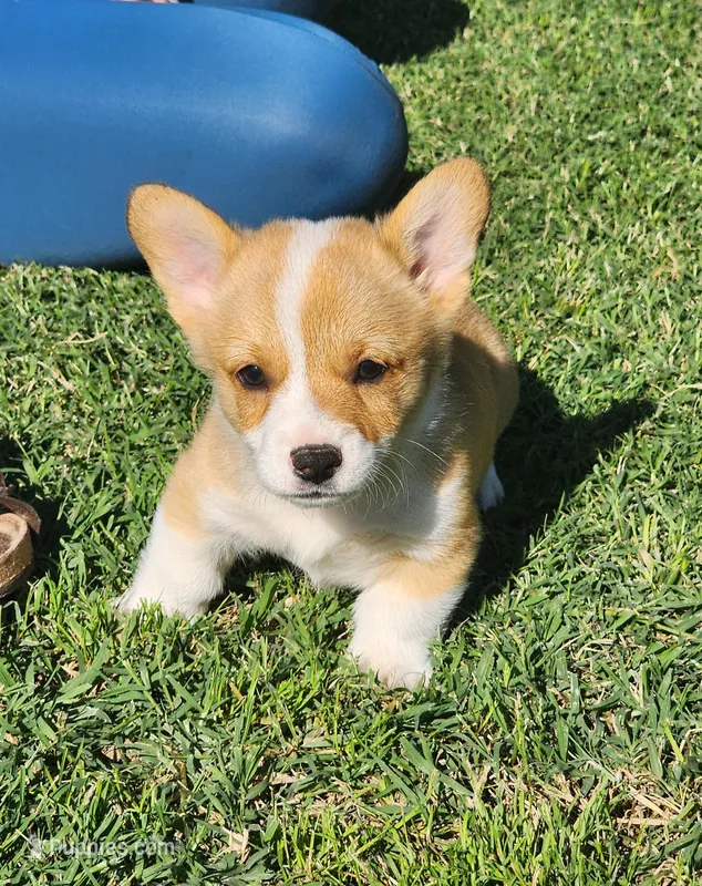 Leo – Pembroke Welsh Corgi puppy for sale in Merced, CA