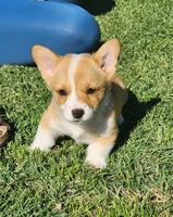 Leo, a male Pembroke Welsh Corgi for sale in Merced, CA – Photo 1 of 3
