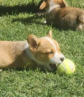 Leo, a male Pembroke Welsh Corgi for sale in Merced, CA – Photo 2 of 3