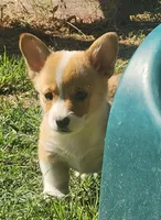 Leo, a male Pembroke Welsh Corgi for sale in Merced, CA – Photo 3 of 3