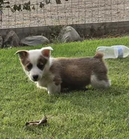 Beans , a male Pembroke Welsh Corgi for sale in Merced, CA – 5 of 5