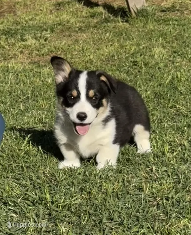 Lenny – Pembroke Welsh Corgi puppy for sale in Merced, CA
