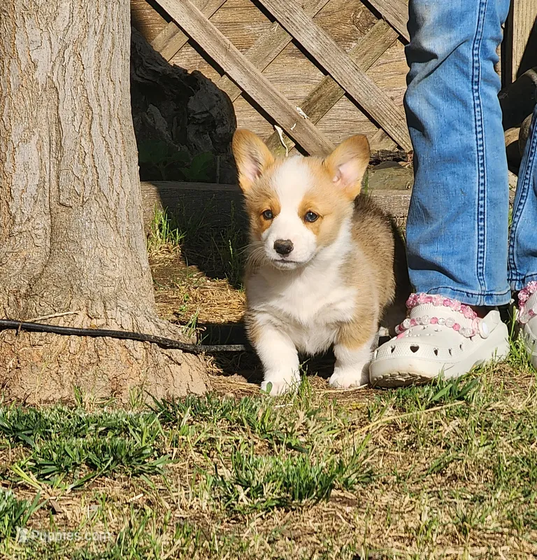 Dex – Pembroke Welsh Corgi puppy for sale in Merced, CA