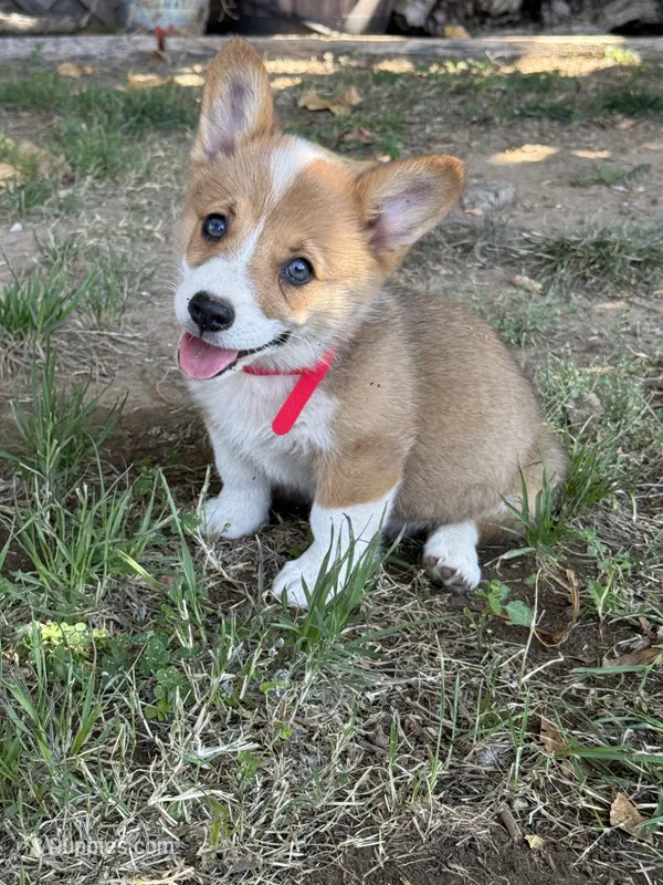Red Collar Boy – Pembroke Welsh Corgi puppy for sale in Merced, CA