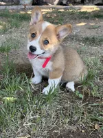 Red Collar Boy, a male Pembroke Welsh Corgi for sale in Merced, CA – 1 of 1