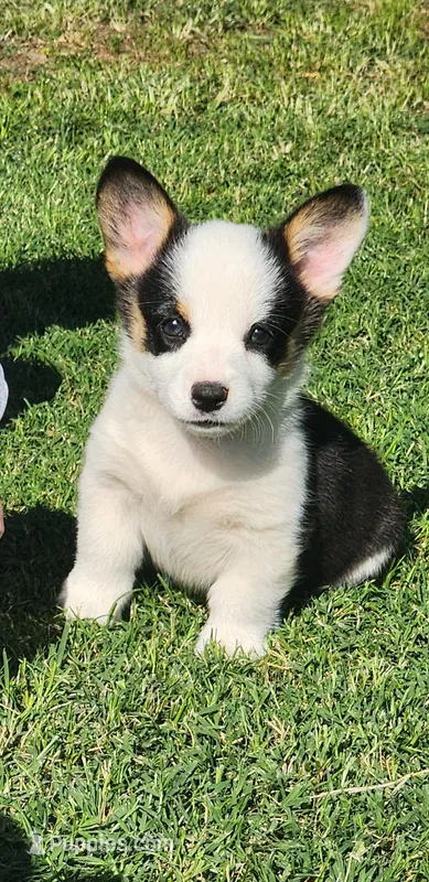 Tri Girl , a female Pembroke Welsh Corgi for sale in Merced, CA – Photo 1 of 2