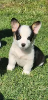 Tri Girl , a female Pembroke Welsh Corgi for sale in Merced, CA – Photo 1 of 2
