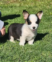 Tri Girl , a female Pembroke Welsh Corgi for sale in Merced, CA – Photo 2 of 2