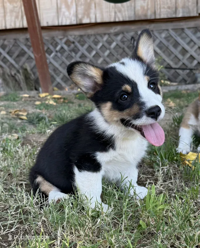 Tri boy – Pembroke Welsh Corgi puppy for sale in Merced, CA