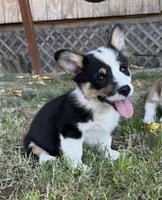 Tri boy, a male Pembroke Welsh Corgi for sale in Merced, CA – 1 of 2