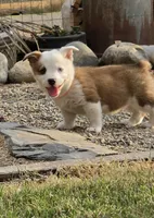 Patch, a male Pembroke Welsh Corgi for sale in Merced, CA – 4 of 4