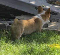 Anna's girl, a female Pembroke Welsh Corgi for sale in Merced, CA – 3 of 3