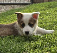 Beans , a male Pembroke Welsh Corgi for sale in Merced, CA – 2 of 5