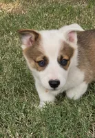 Beans , a male Pembroke Welsh Corgi for sale in Merced, CA – 3 of 5