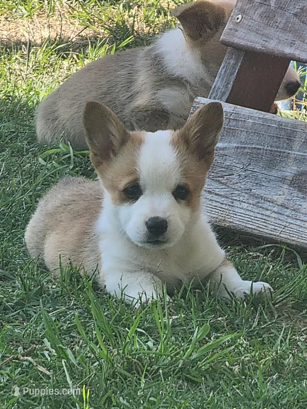 Max – Pembroke Welsh Corgi puppy for sale in Merced, CA