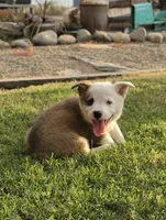 Patch, a male Pembroke Welsh Corgi for sale in Merced, CA – 3 of 4