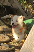Patch, a male Pembroke Welsh Corgi for sale in Merced, CA – 2 of 4