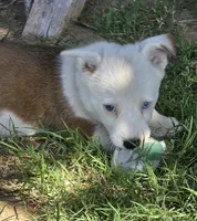 Elsa's girl, a female Pembroke Welsh Corgi for sale in Merced, CA – 2 of 2