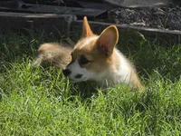 Anna's girl, a female Pembroke Welsh Corgi for sale in Merced, CA – 2 of 3