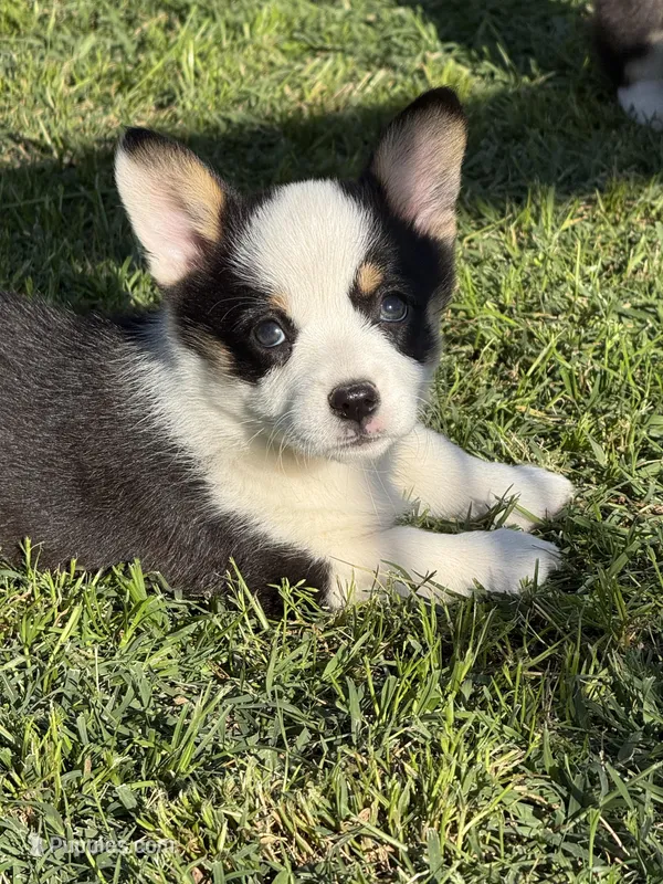 Daisy  – Pembroke Welsh Corgi puppy for sale in Merced, CA