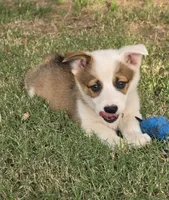 Beans , a male Pembroke Welsh Corgi for sale in Merced, CA – 4 of 5