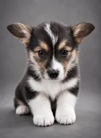Buster, a male Pembroke Welsh Corgi and Toy Australian Shepherd for sale in Granby, MO – 1 of 3