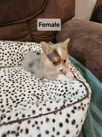 Reba, a female Australian Shepherd and Pembroke Welsh Corgi for sale in Granby, MO – 2 of 3