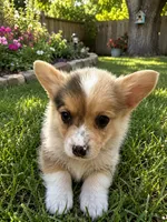 Reba, a female Australian Shepherd and Pembroke Welsh Corgi for sale in Granby, MO – 3 of 3