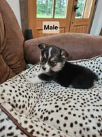 Buster, a male Pembroke Welsh Corgi and Toy Australian Shepherd for sale in Granby, MO – 3 of 3